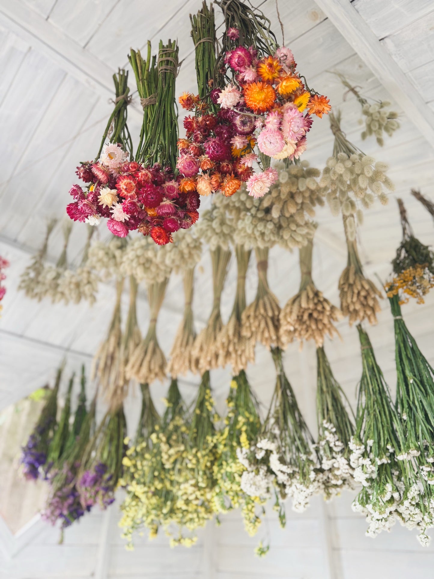 Natural Everlasting Strawflower Wreath